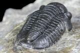 Detailed Gerastos Trilobite Fossil - Morocco #145747-4